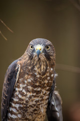 Obraz premium Broad-Winged Hawk