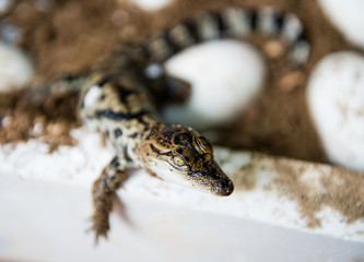 Little baby crocodiles