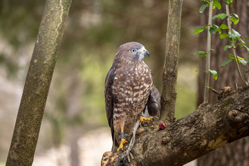 Broad-Winged Hawk