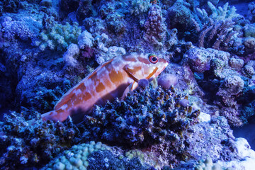 Naklejka na ściany i meble Small Grouper in the Coral Reef