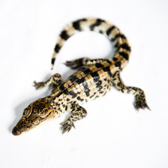 Little baby crocodiles
