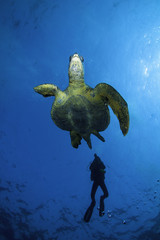Turtle escapes from a Scuba Diver