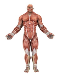 人体