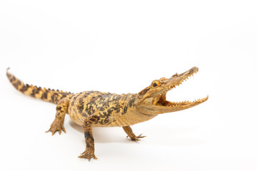 Young Crocodile