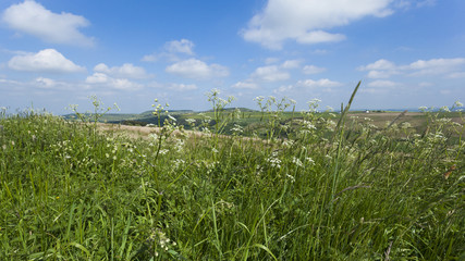 Grassy meadow in the rugged Yorkshire Moorland