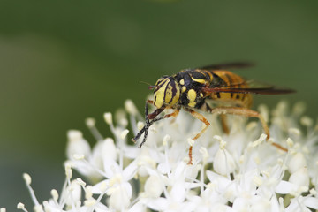 Hover Fly Pollinatiing an Alternate-leaved Dogwood