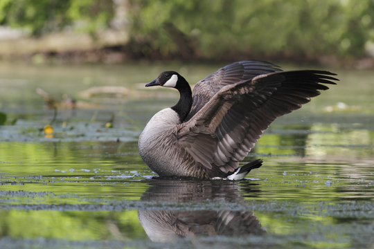 Canada Goose Flapping its Wings