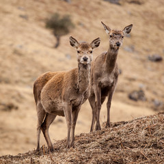 Glen Etive Deer