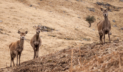 Glen Etive Deer