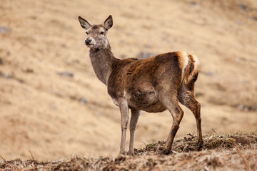 Glen Etive Deer