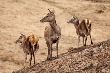 Glen Etive Deer