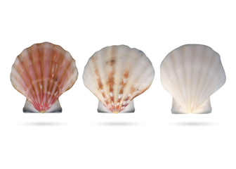 Scallop seashells