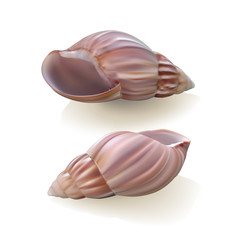 Seashells