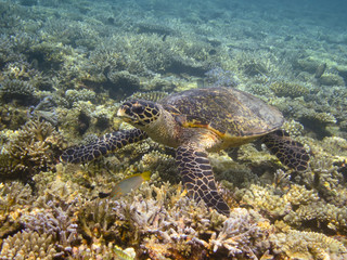 Fototapeta na wymiar Sea turtle and coral reef