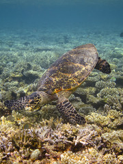 Obraz na płótnie Canvas Sea turtle and coral reef