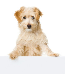 dog looking and camera. isolated on white background