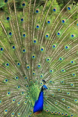 Obraz premium parade amoureuse du paon