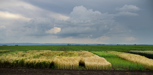 crops reserch
