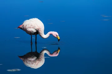 Papier Peint photo Lavable Flamant Flamingo