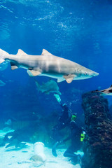 Divers with sand tiger shark (Carcharias taurus)