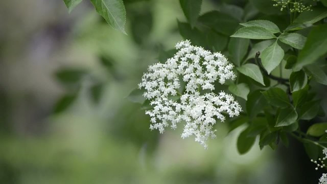 bl&uuml;hender Holunder