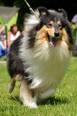 Rough collie