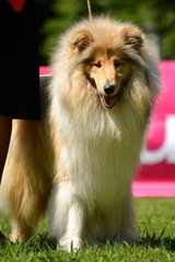 Collie dog outdoor portrait