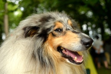 Fiche de race du Colley