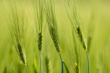 Organic Green spring grains with shallow focus
