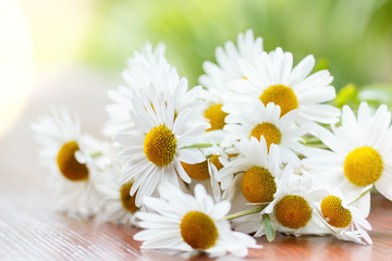 daisy flower with shallow focus