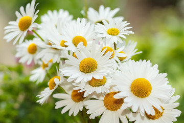 daisy flower with shallow focus