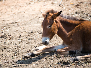 young donkey