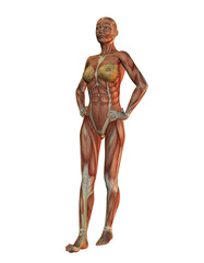Anatomie - Frau Ganzkörper