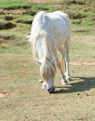 Naklejka na ściany i meble white horse