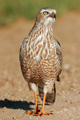 Pale Chanting Goshawk, Etosha National Park