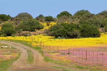 Schilderijen op glas Wild flower landscape, Namaqualand © EcoView