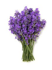 bunch of lavender isolated on white