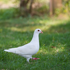 white pigeon