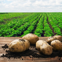 harvesting potatoes on the ground