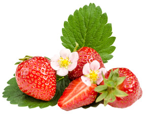 Den Sommer genießen: Frisch gepflückte Erdbeeren