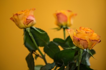 yellow roses
