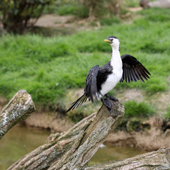 Fototapeta premium Little Pied Cormorant, Microcarbo melanoleucos