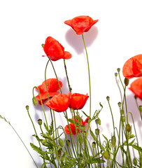 Isolated red poppies