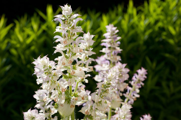 salvia in fioritura