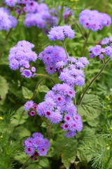 Obraz premium Ageratum
