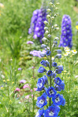 Obraz premium Delphinium