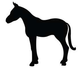 Colt silhouette isolated on white