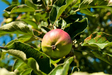 Organic apple