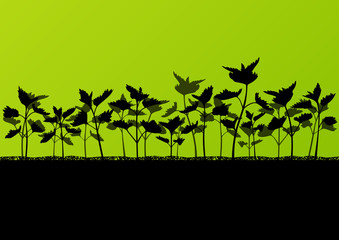 Fototapeta na wymiar Nettles wild herbs plants detailed silhouettes illustration back
