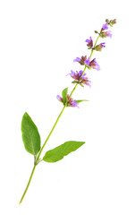 Obraz na płótnie Canvas The Common Sage (Salvia officinalis).